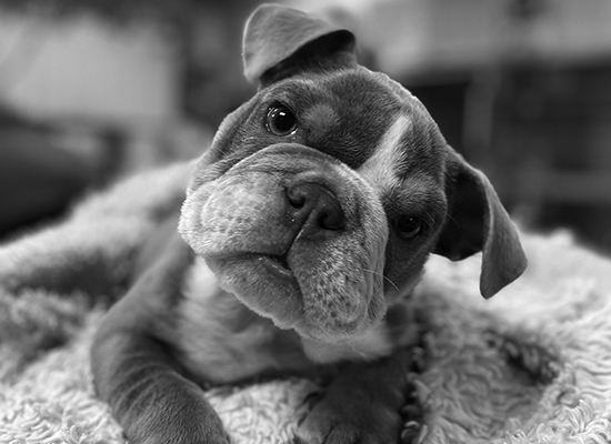 home-s5-2-bw
